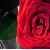 :iconpinkie129: