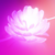 :iconpinklotus27: