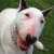 :iconpinkmaddog: