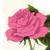 :iconpinkmexicanrose: