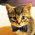 :iconpinkmice: