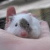 :iconpinkmousedudette: