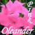 :iconpinkoleander: