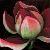 :iconPiNkOpHiLiC: