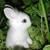 :iconpinkowl: