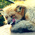 :iconpinkreflection: