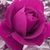 :iconpinkrose75:
