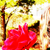 :iconpinkuflower: