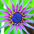 :iconpinkwhirls: