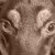 :iconpinkymonkey: