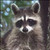 :iconpinstar1: