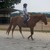 :iconpintohorses65: