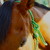 :iconpintos-bellaserum: