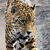 :iconpiotrb1: