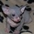 :iconpiper007: