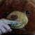 :iconpipichan98: