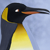 :iconpipluprox100: