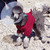 :iconpippitypup: