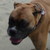 :iconpipple7373: