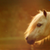 :iconpipstudio: