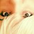 :iconpiranhabird: