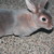 :iconpiratebunnycrazy: