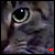 :iconpiratefang: