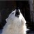 :iconpiratespiral: