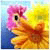 :iconpiristock: