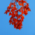 :iconpistols-and-petals:
