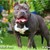 :iconpitbulls16: