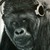 :iconpitter01: