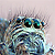 :iconpitto: