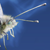 :iconpixelcorner: