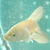 :iconpixellated-joy: