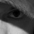 :iconpixelschupser: