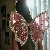 :iconpixi3angeldreamx: