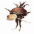 :iconpixie-traquina: