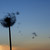 :iconpixie1663:
