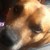 :iconpixie2139: