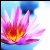 :iconpixie4791: