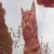 :iconpixies-cat: