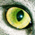 :iconpkabyssinian: