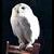 :iconpl62442:
