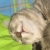 :iconplains-elf: