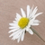 :iconplak-art: