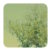 :iconplastic-rose: