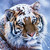 :iconplatinumtiger: