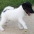 :iconplaypup: