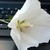 PleadingLily :iconpleadinglily: